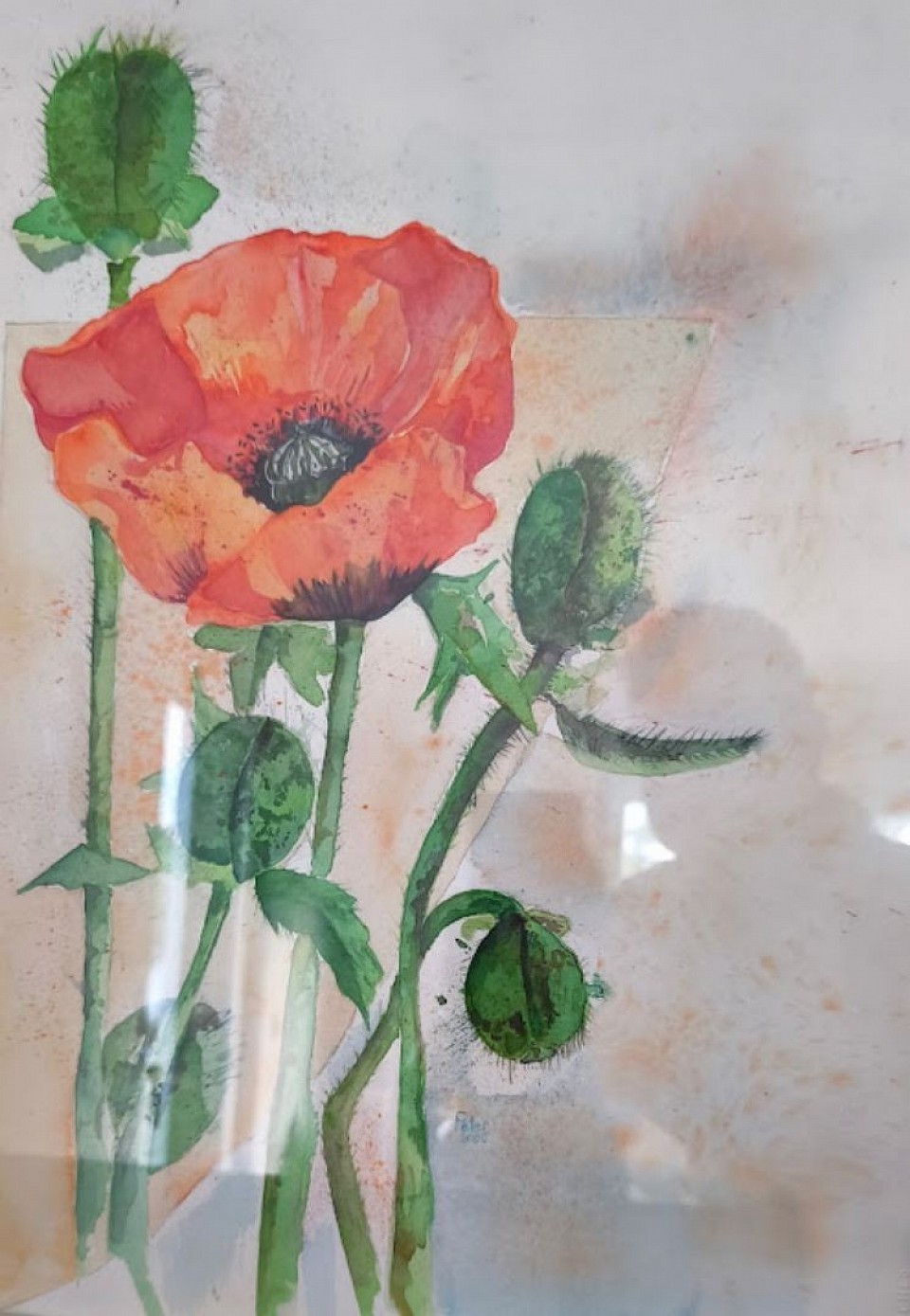 # Klatschmohn